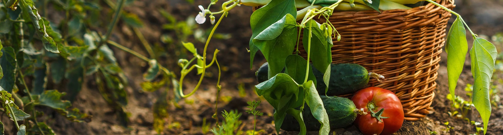 A wicker basket with green beans sits on soil, surrounded by cucumbers and a tomato.