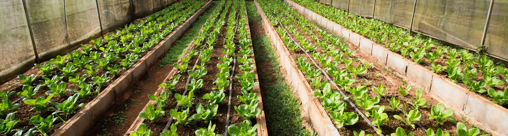 Rows of green leafy plants growing in a greenhouse with wooden dividers.