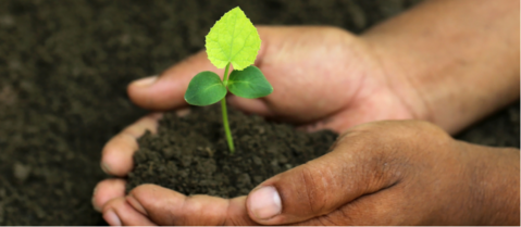 Hands gently holding soil with a small green plant seedling.