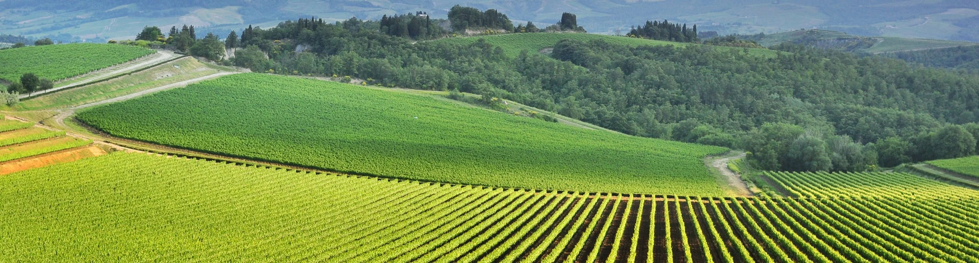 A sprawling vineyard with neat rows of grapevines on rolling hills, surrounded by lush green forests under an overcast sky.