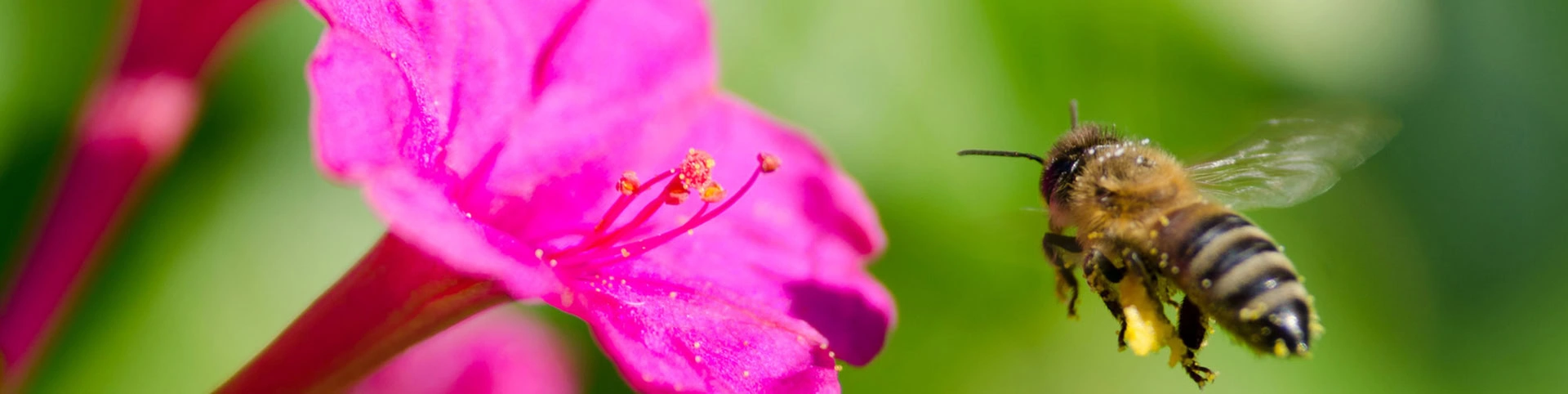 Bee flying towards a bright pink flower, with greenery in the blurred background.