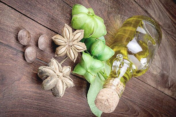 dried capsule seeds fruit of sacha-Inchi peanut with Oil bottles on wooden table