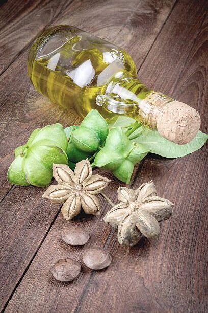Sacha_Inchi_Seed_with_Oil A bottle of oil and some green garnishes on the table.