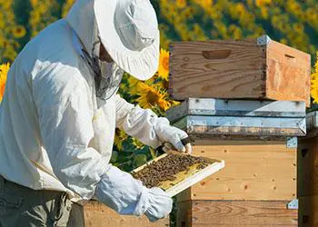 A beekeeper in protective clothing inspects a beehive frame with bees in a sunflower field.