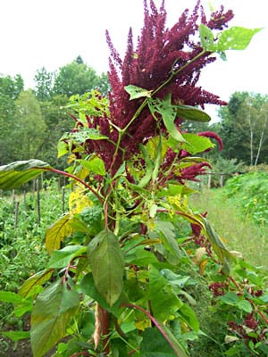 Red amaranth flower spikes in garden
