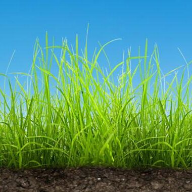 Green grass growing from soil against a clear blue sky background.